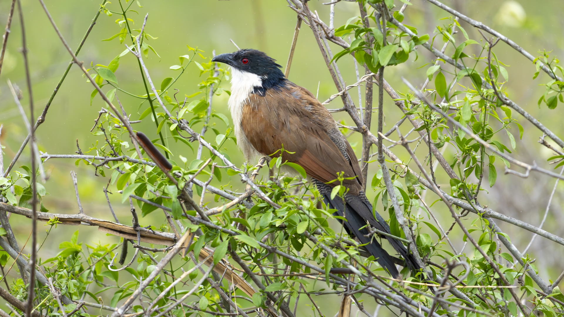 Kruger25 2025 10 31 10 01 48 ILCE 1M2 972